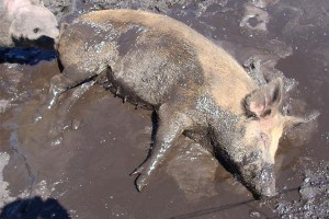 Pigs actually roll around in mud, not shit, and it's just to stay cool. I think I might be maligning pigs too much...